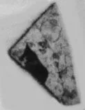 CUP, FRAGMENT (ATHENIAN, RED-FIGURE)