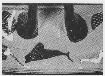 SKYPHOS (ATHENIAN, BLACK-FIGURE)