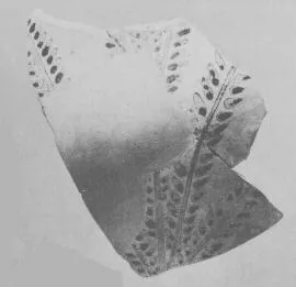 OINOCHOE, FRAGMENTS (EAST GREEK, FIKELLURA)