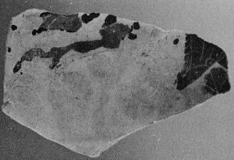 OINOCHOE, FRAGMENT (CORINTHIAN, BLACK-FIGURE)