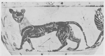 AMPHORA, BELLY (ETRUSCAN, BLACK-FIGURE)