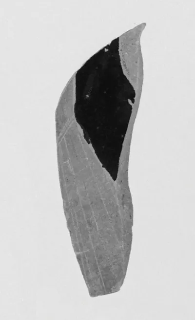 Attic Red-Figure Pelike Fragment