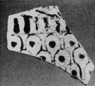 AMPHORA, BELLY, FRAGMENT (EAST GREEK)