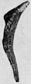 FRAGMENT (PROTOATTIC)