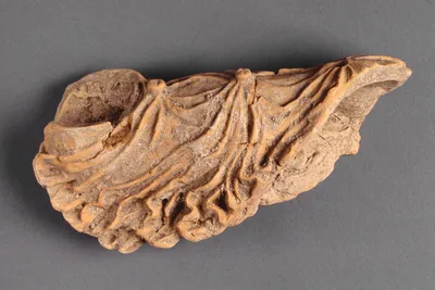 Chiton Fragment