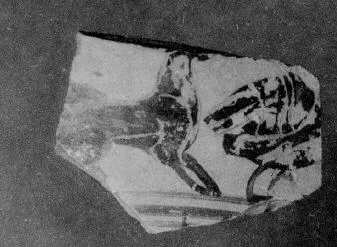 FRAGMENT (ATHENIAN, BLACK-FIGURE)