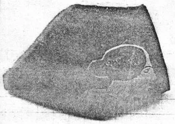 AMPHORA, NECK, FRAGMENT (ATHENIAN, RED-FIGURE)