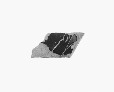 Attic Black-Figure Amphora Fragment