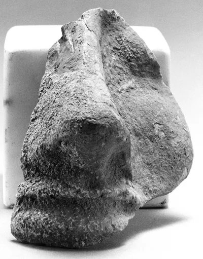 Protome (Fragment)
