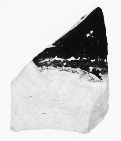 Attic Panathenaic Amphora Fragment
