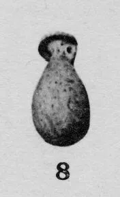 ALABASTRON (CORINTHIAN)