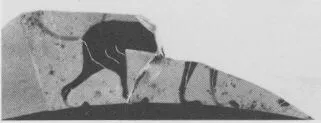 CUP, LITTLE MASTER BAND, FRAGMENTS (ATHENIAN, BLACK-FIGURE)