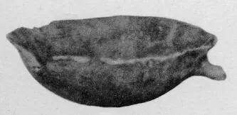 BOWL (VILLA NOVA)