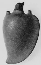 FIGURE VASE, AMPHORISKOS (ATHENIAN, RED-FIGURE)
