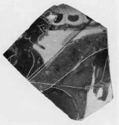 AMPHORA, NECK, FRAGMENT (ATHENIAN, BLACK-FIGURE)