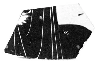 AMPHORA, BELLY, FRAGMENT (ATHENIAN, BLACK-FIGURE)