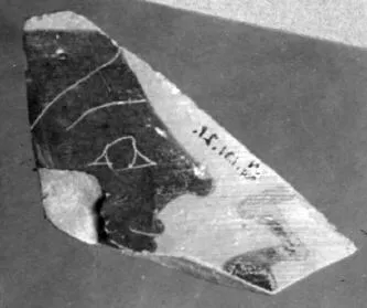 AMPHORA, NECK, FRAGMENT (ATHENIAN, BLACK-FIGURE)