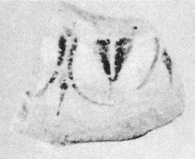 AMPHORA (?), FRAGMENT (EAST GREEK, OUTLINE)
