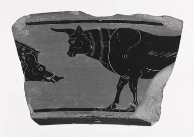 Attic Black-Figure Volute Krater Fragment