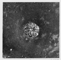 PLATE (ITALY, LATIUM, BLACK GLAZE)