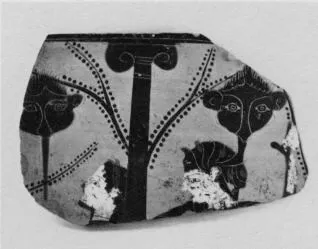 HYDRIA, FRAGMENT (ATHENIAN, BLACK-FIGURE)