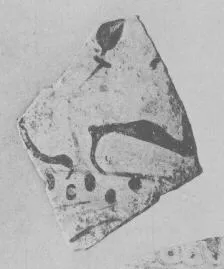 AMPHORA, BELLY, FRAGMENT (EAST GREEK, FIKELLURA)