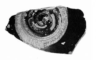 CUP, FRAGMENT (ATHENIAN, RED-FIGURE)