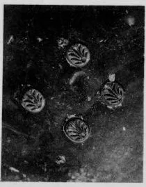 CUP, STEMLESS, FRAGMENT (SOUTH ITALIAN, CAMPANIAN, RELIEF)