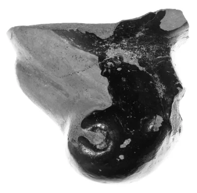 Fragment from an Etruscan Plastic Vase
