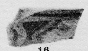 AMPHORA, NECK (?), FRAGMENT (ATHENIAN, BLACK-FIGURE)