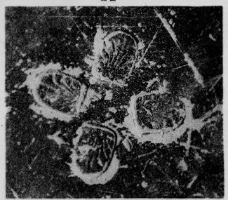 CUP, STEMLESS, FRAGMENT (SOUTH ITALIAN, CAMPANIAN, RELIEF)