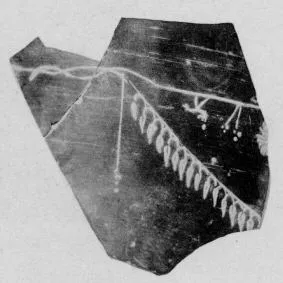 CUP, STEMLESS, FRAGMENT (SOUTH ITALIAN, CAMPANIAN, BLACK GLAZE)