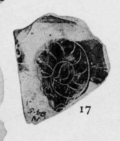 FRAGMENT (ATHENIAN, BLACK-FIGURE)