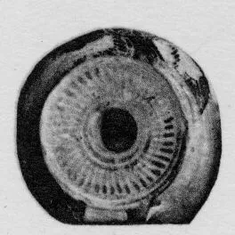 ARYBALLOS (CORINTHIAN, BLACK-FIGURE)