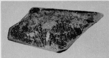 CUP, FRAGMENT (ATHENIAN, RED-FIGURE)