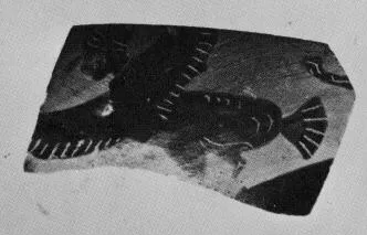 FRAGMENTS (PONTIC, BLACK-FIGURE)