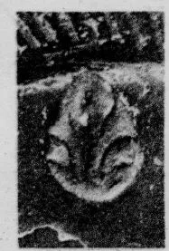 CUP, STEMLESS, FRAGMENT (SOUTH ITALIAN, CAMPANIAN, RELIEF)
