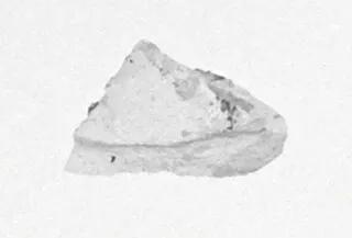 Attic Vase Fragment