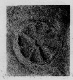 CUP, STEMLESS, FRAGMENT (SOUTH ITALIAN, CAMPANIAN, RELIEF)