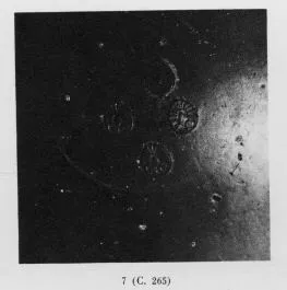 PLATE (SOUTH ITALIAN, CAMPANIAN, BLACK GLAZE)