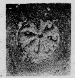 CUP, STEMLESS, FRAGMENT (SOUTH ITALIAN, CAMPANIAN, RELIEF)