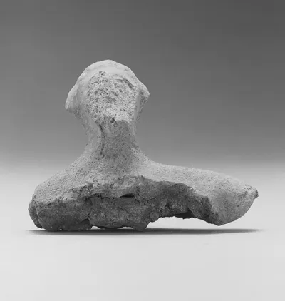 Human Head and Shoulders