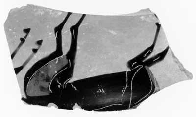Siana Cup Fragment