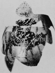 OINOCHOE, FRAGMENT (ATHENIAN, BLACK-FIGURE)