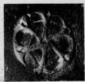 CUP, STEMLESS, FRAGMENT (SOUTH ITALIAN, CAMPANIAN, RELIEF)