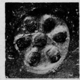 CUP, STEMLESS, FRAGMENT (SOUTH ITALIAN, CAMPANIAN, RELIEF)
