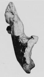 DINOS, FRAGMENT (ARGIVE)