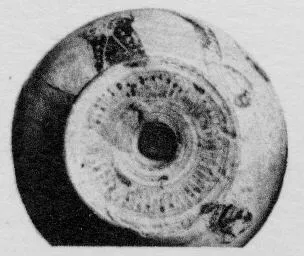 ARYBALLOS (CORINTHIAN, BLACK-FIGURE)