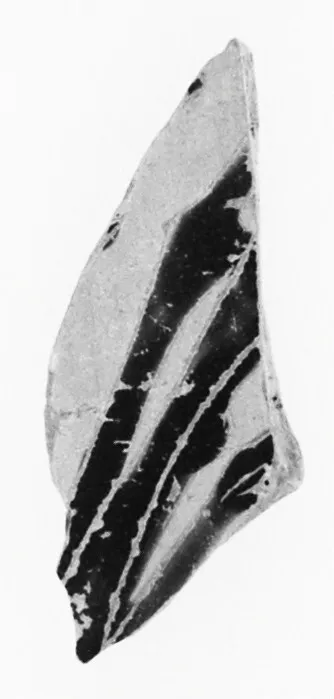 Attic Panathenaic Amphora Fragment