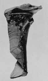 LOUTROPHOROS, FRAGMENT (ATHENIAN, RED-FIGURE)